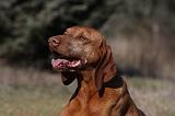 VIZSLA poil court 076